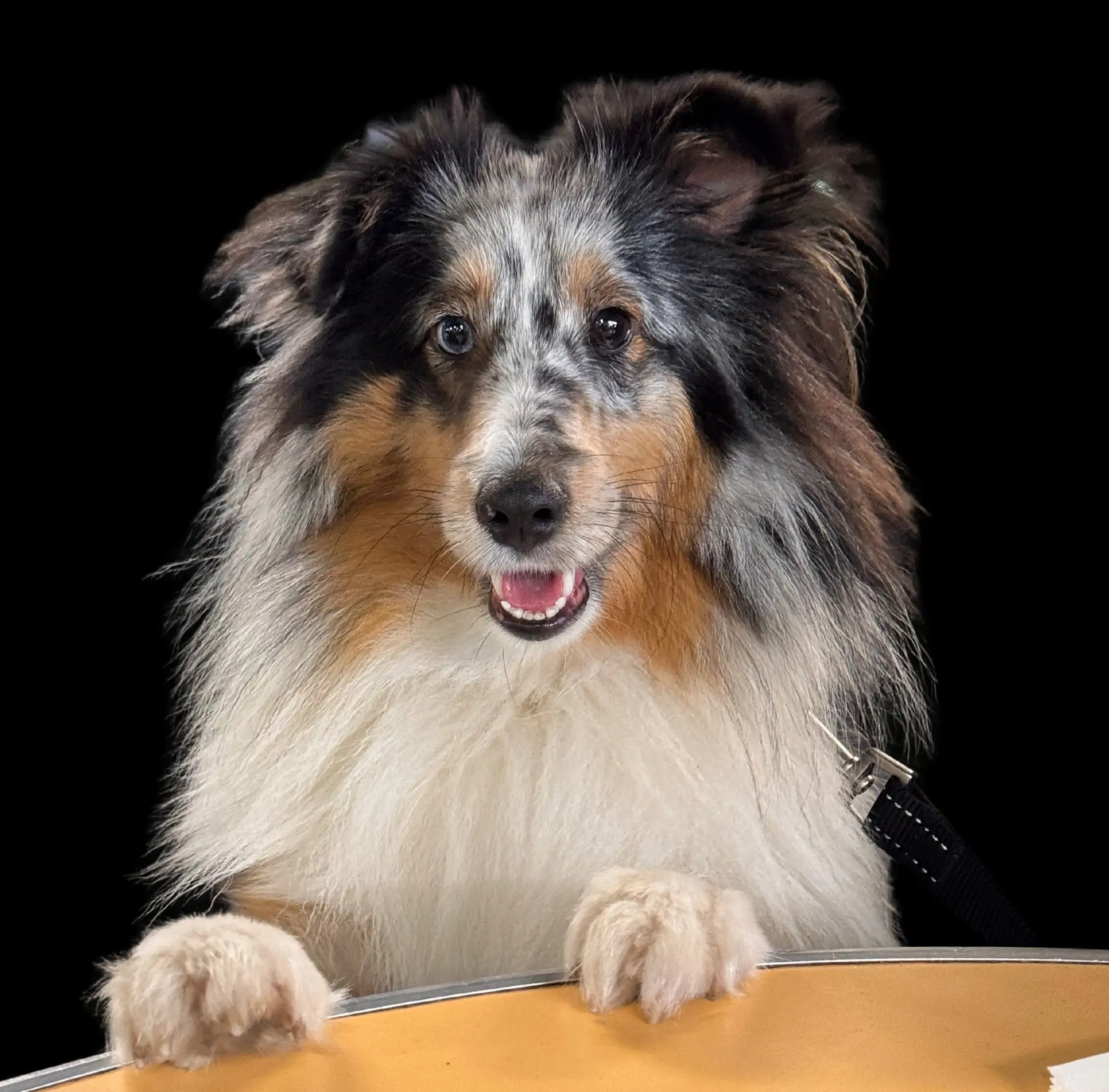 Spenser, Chief Joy Officer